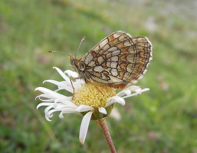 Melitaea ...